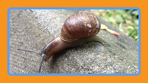 A snail crawling down a pavement in the UK.