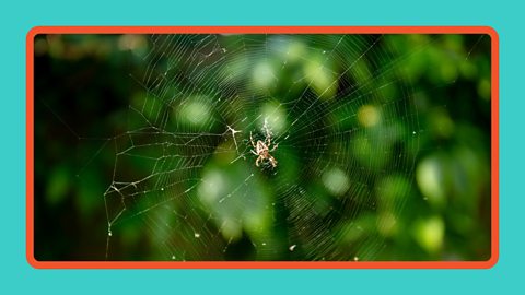A spider on a web in a park in the UK.