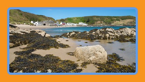Seaweed covering rocks next to the sea and a coastal village.