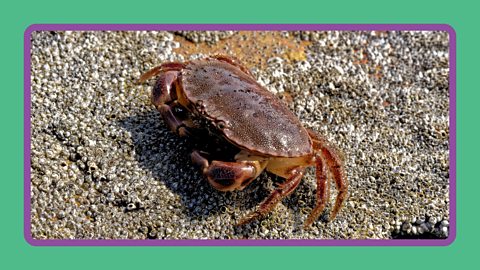A crab on a sandy beach.
