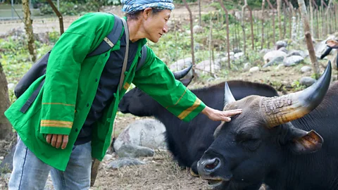 Oyem Ering, an indigenous farmer strokes a mithun in Mirem, Arunachal Pradesh, India (Credit: Millo Ankha)