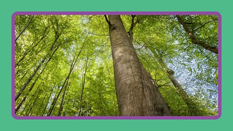 Beech forest canopy in springtime, Germany.