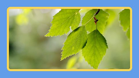 Close up of green leaves on a Beech tree.