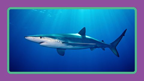 A blue shark swimming in the sea off the coast of the Azores.