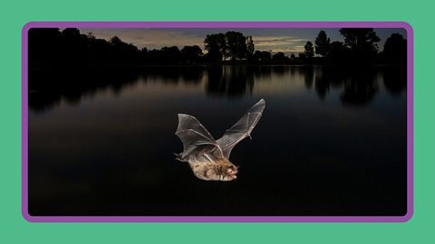 A bat flying over a lake at night in the UK.