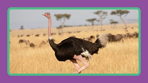 A male ostrich running through the Serengeti National Park.