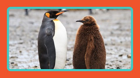 A king penguin and its chick standing together.