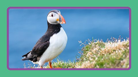 An Atlantic puffin resting on a cliff top in Scotland.