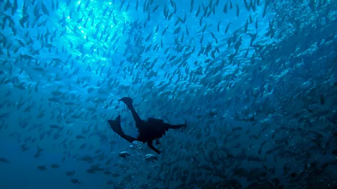 Diver in Palau snapper spawning (Credit: Suzie Dundas)