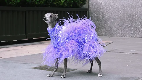 Business Daily, Business Daily, Pets: What’s a ‘pet-fluencer’?