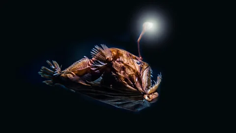 CrowdScience, CrowdScience, How do fish survive in the deep ocean?