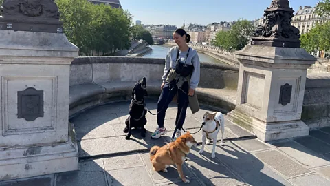 Business Daily, Business Daily, Pets: The business of dog-walking