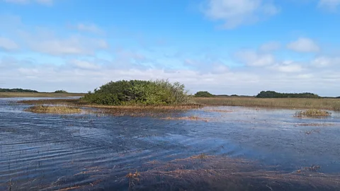 The Everglades in Florida (Credit: Lucy Sherriff)