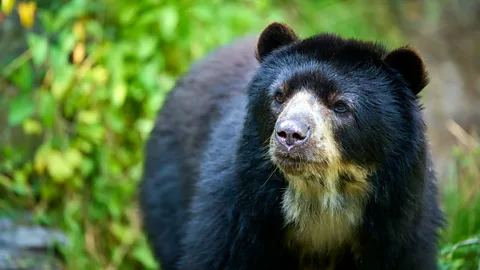 The Andean bear in Peru (Credit: Getty Images)