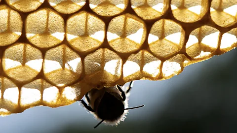 Beekeepers tending hives in Cuba (Credit: Getty Images)