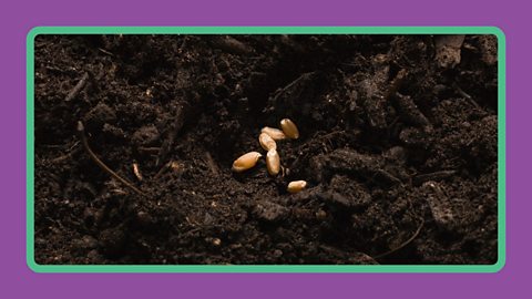 Seeds lying in soil.