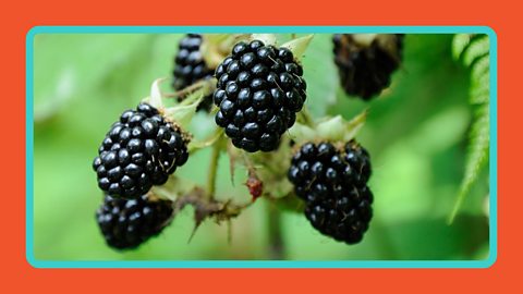 A close up shot of blackberries.