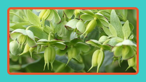A flowering plant with buds.