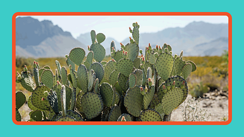 Prickly pear cacti