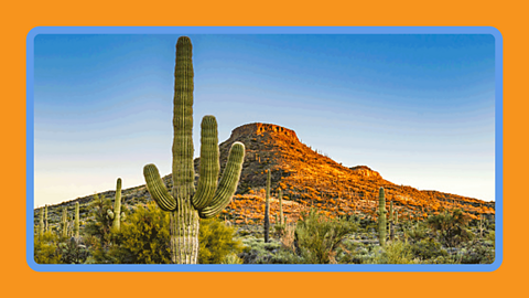 Saguaro cactus in the desert  with a mountain in the distance and bright blue sky.