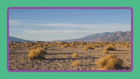 Russian thistles in the desert.