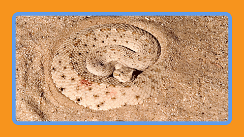 A sidewinder rattlesnake curled up and partly covered by sand.