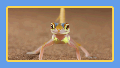 A gecko
