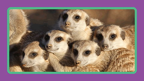 A group of five meerkats hugging together.