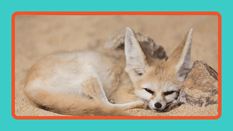 Fennec fox asleep in the desert.