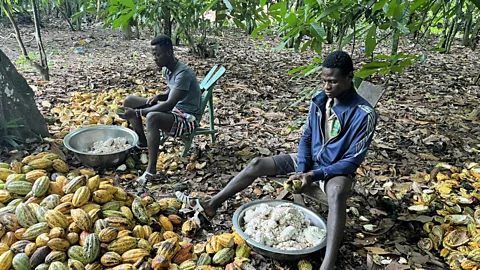 The Documentary Podcast, Assignment: Ivory Coast's cocoa crisis