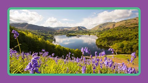 Bluebells on a hill in spring in the Lake District.