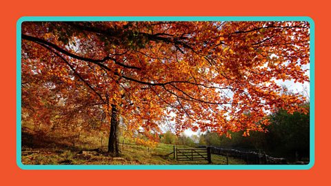 Beech tree in autumn with orange and red leaves.