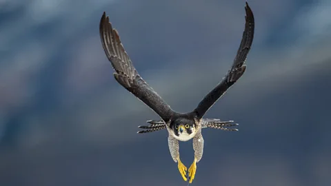 The Documentary Podcast, Flying high: The return of the peregrine falcon