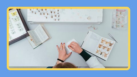 A biologist sorting the taxonomy of various insect species.