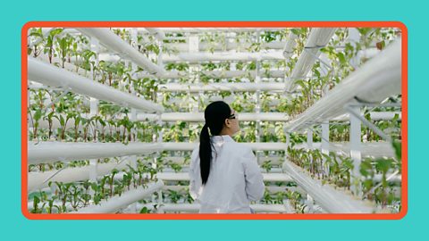 An ecology scientist looking at the growth rates of different plants.