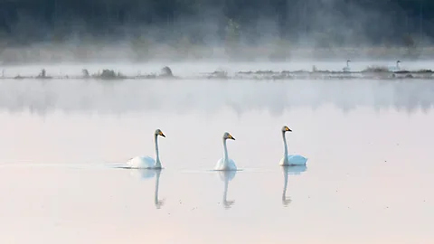 Three swans in on the water Linnunsuo wetland, in Finland (Credit: Mika Honkalinna)