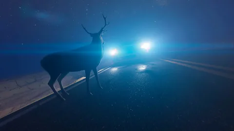 CrowdScience, CrowdScience, Is the car an apex predator?