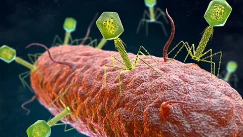 Image shows an artist’s impression of viruses attaching to a bacterial cell (Credit: Getty Images)