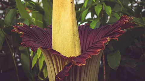 A cut in the spathe of a titan arum shows the female (below) and male (above) flowers on the spadex within (Credit: Alamy)