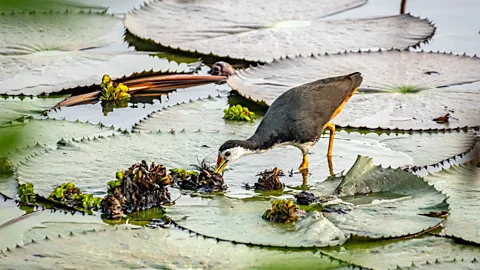 A crocodile swimming in Thalangama Wetland, Colombo, Sri Lanka