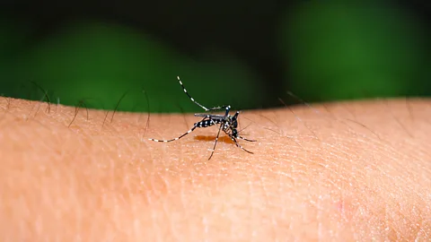 An Aedes mosquito feeding on a person's skin (Credit: Getty Images)