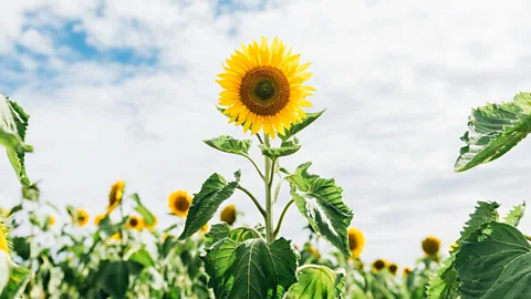 CrowdScience, CrowdScience, Why don’t sunflowers fall over?