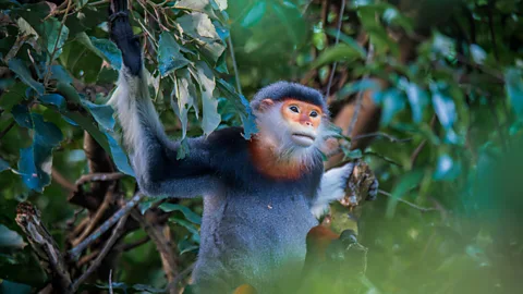 Saving Vietnam's endangered langur monkeys