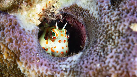 A coral triangle sheltering marine life (Credit: Getty Images)