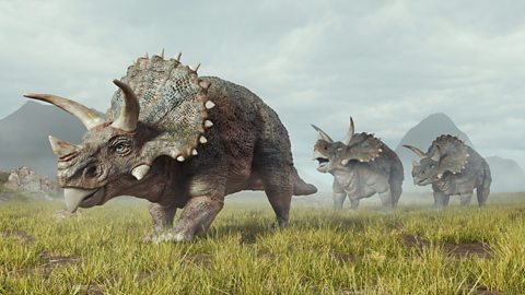 Image of a group of three triceratops. 