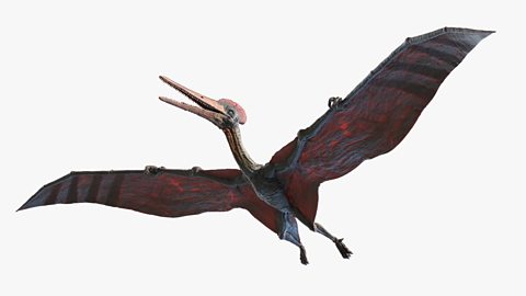 Image of a pterodactyl 