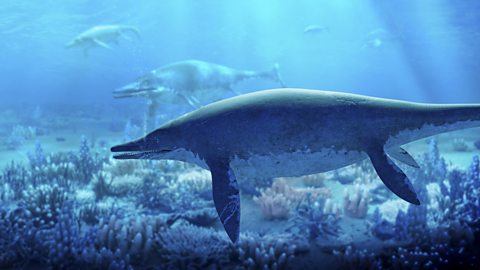 Image of a shastasaurus ichthyiosaurs swimming in the water. 