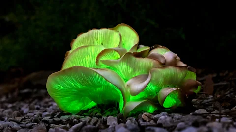 CrowdScience, CrowdScience, Why do some mushrooms glow?