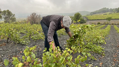 The Documentary Podcast, Assignment: France - trouble on the vine