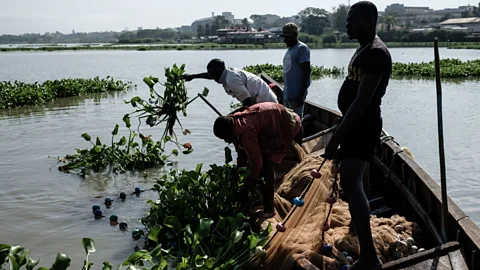 Business Daily, Business Daily, Battling the world's most invasive aquatic plant